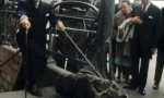 Salvador dali, njegovi mravi i drugi egzotični kućni ljubimci